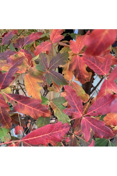 Листя клену сірого восени: червоні та оранжеві відтінки